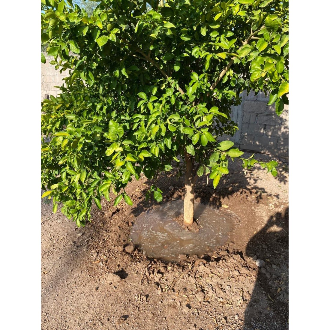 SOIL WATER TRAP SOIL WATER TRAP