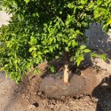 SOIL WATER TRAP SOIL WATER TRAP